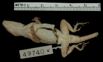 Media type: image;   Herpetology R-49740